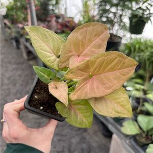 Pink Syngonium (Arrowhead Vine) Houseplant
